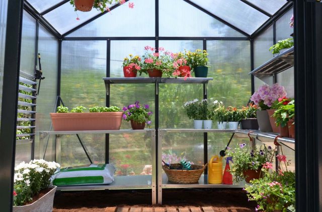 8 x 8 Palram Glory Greenhouse in Anthracite - interior with optional shelving and staging